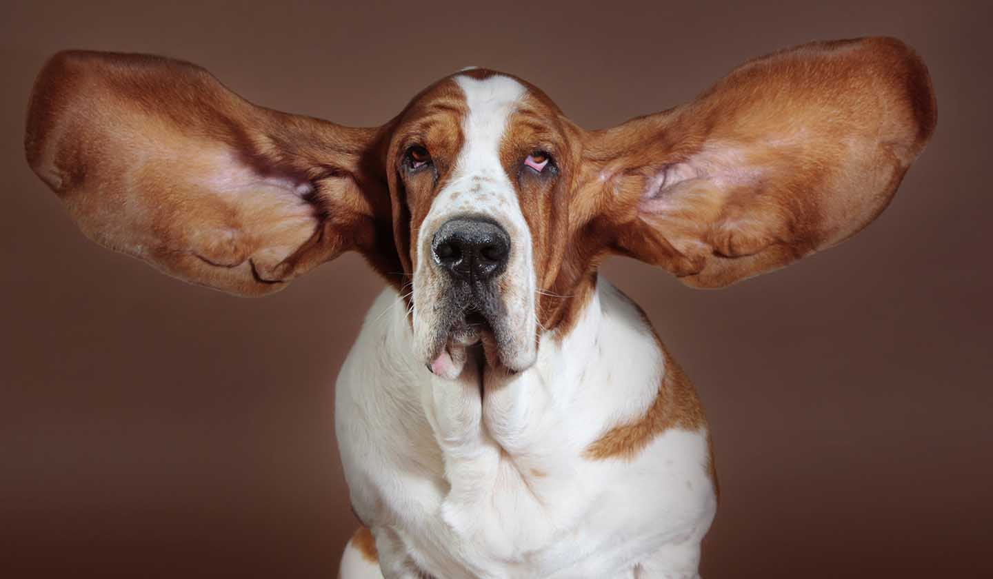 Companion animals - Ears