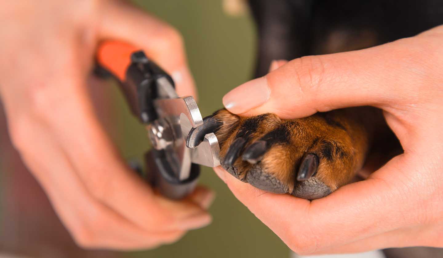 Animais de Companhia - Unhas