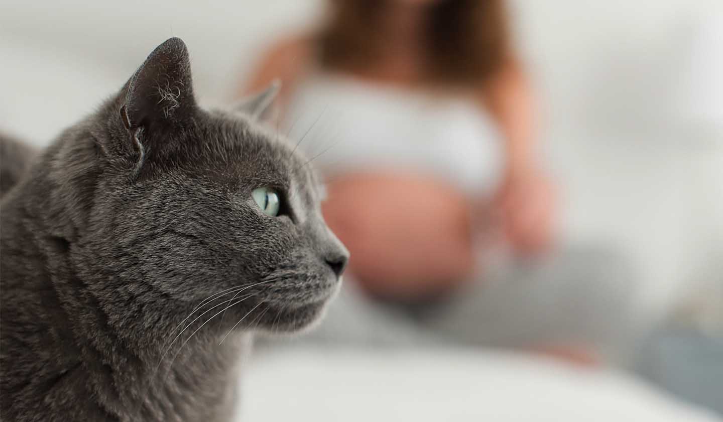 Toxoplasmosis and Pregnancy