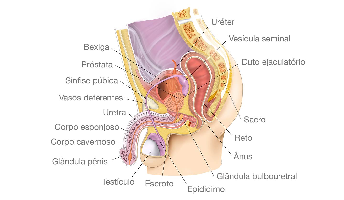 Anatomia da próstata e estruturas adjacentes