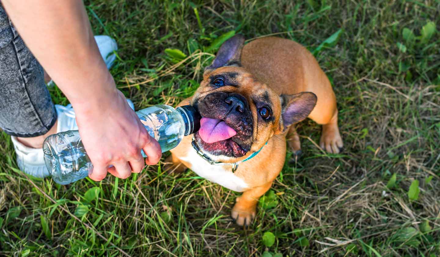 Dar atenção extra ao animal