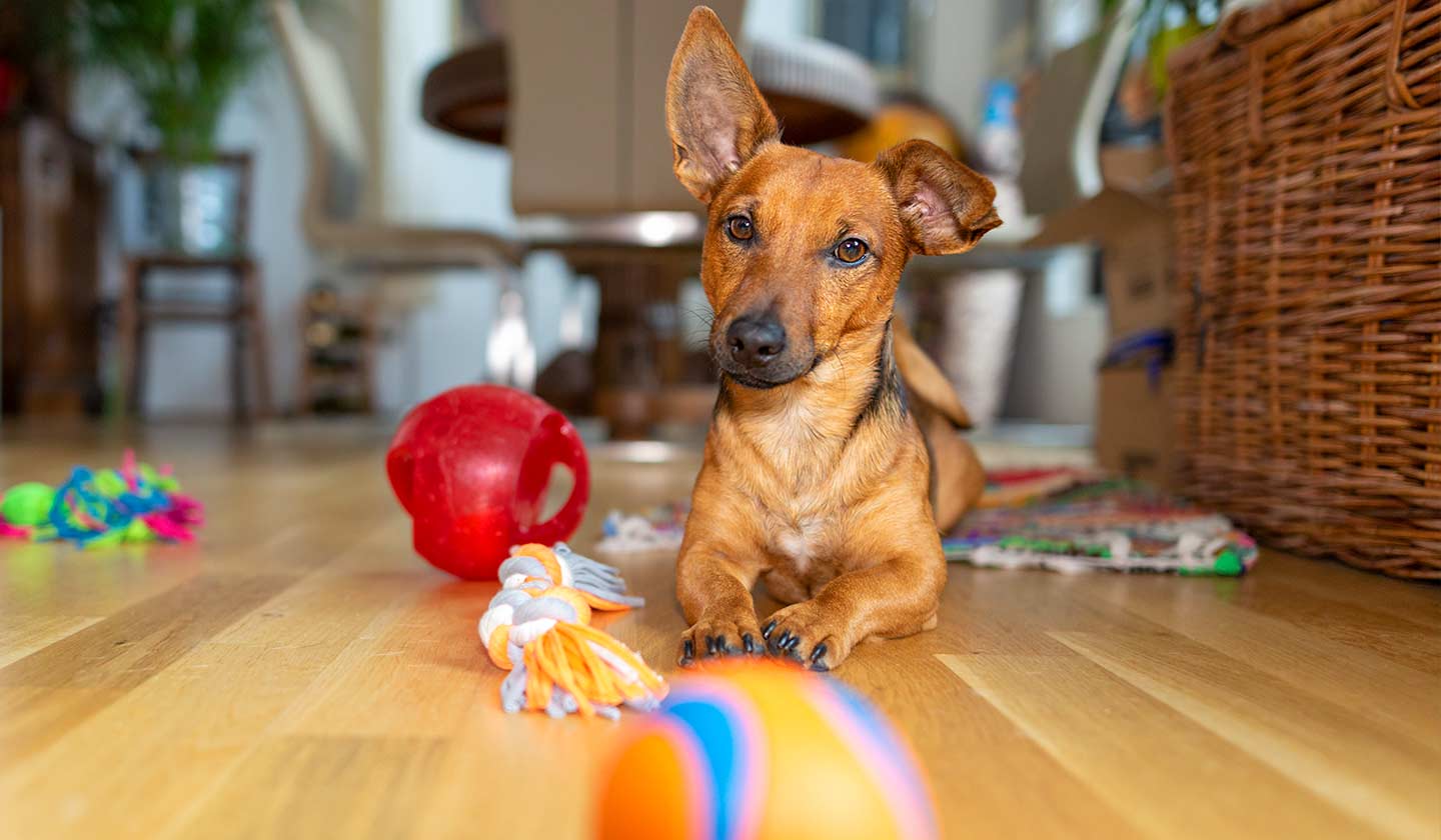 Brinquedos do seu cão