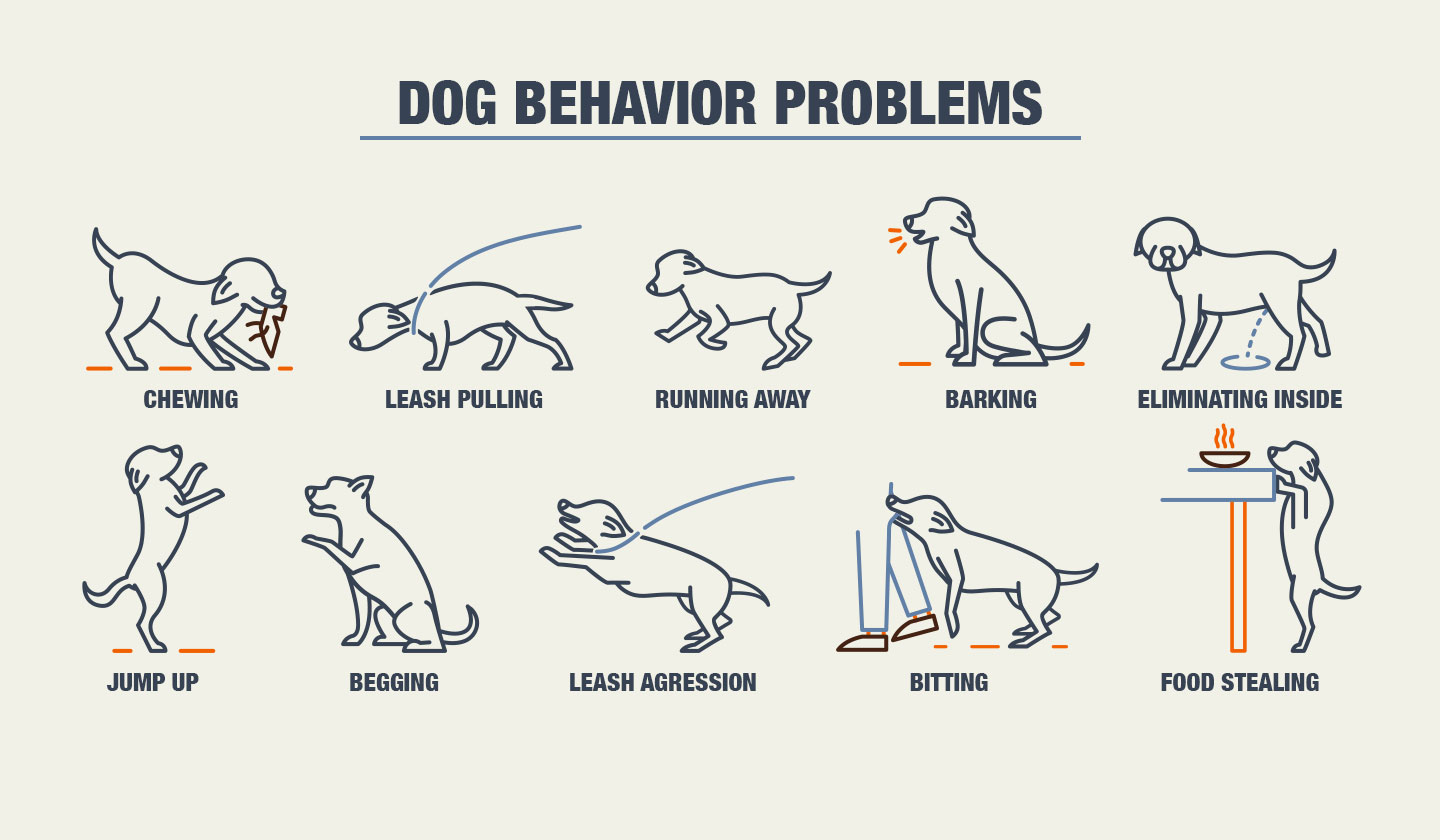 Dog Behaviour Problems