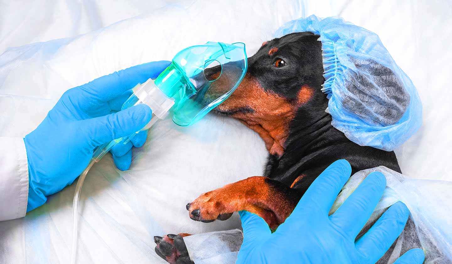 A esterilização da cadela
