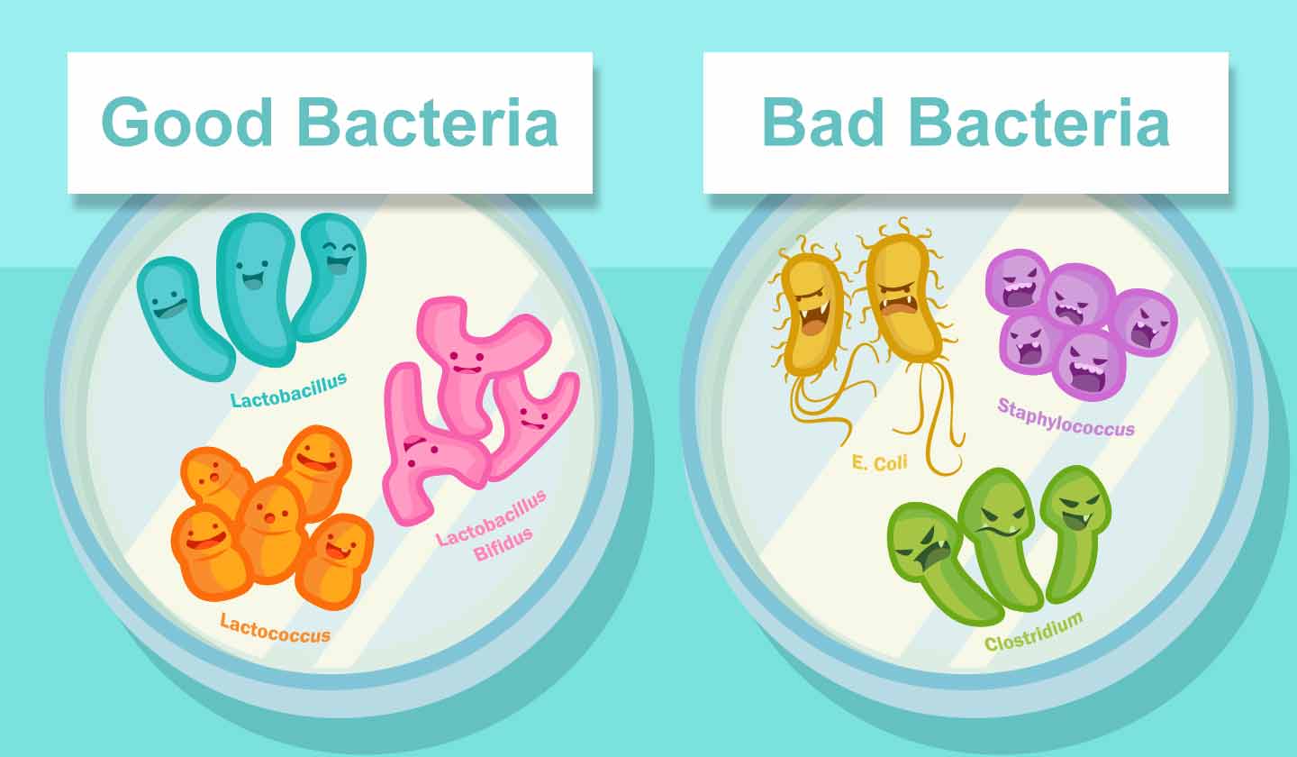 Bacteria