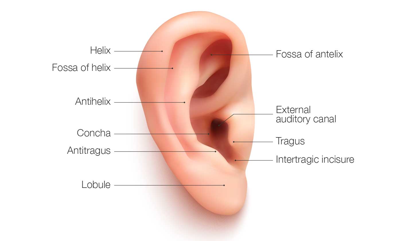 Human ear zones 
