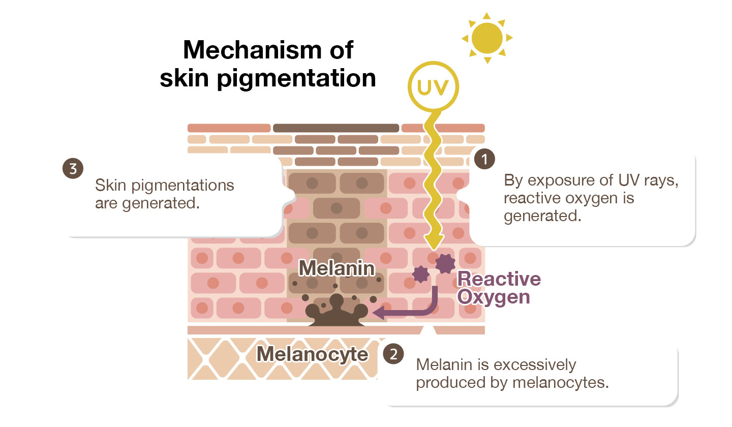 Melanin