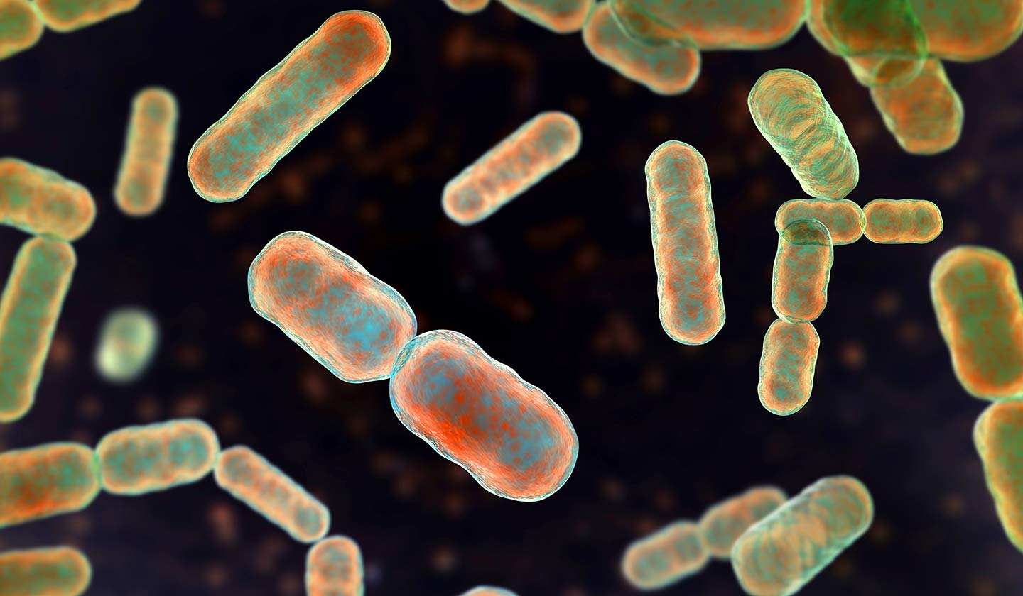 Microbiota Intestinal - Composição