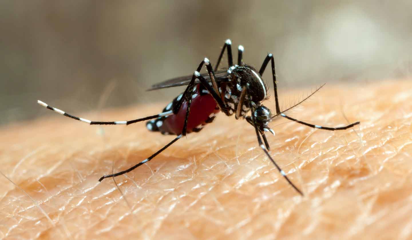 Mosquito that transmits yellow fever