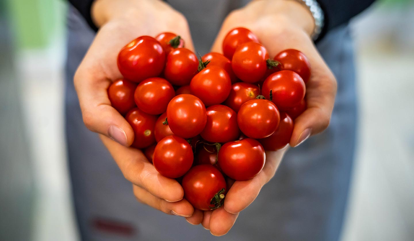 Tomate - uma excelente fonte de vitaminas e minerais Tomate - uma excelente fonte de vitaminas e minerais