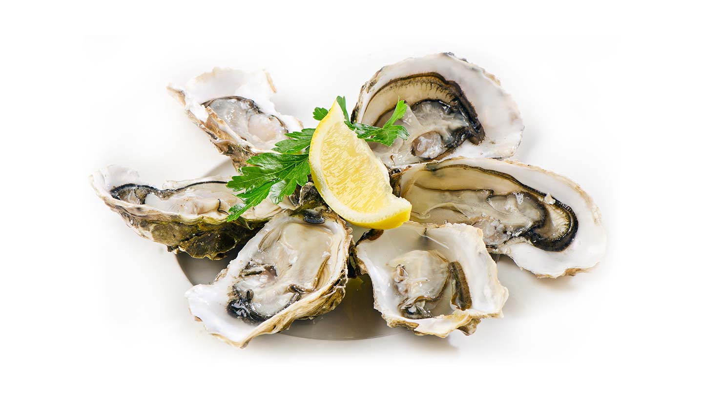 Oysters