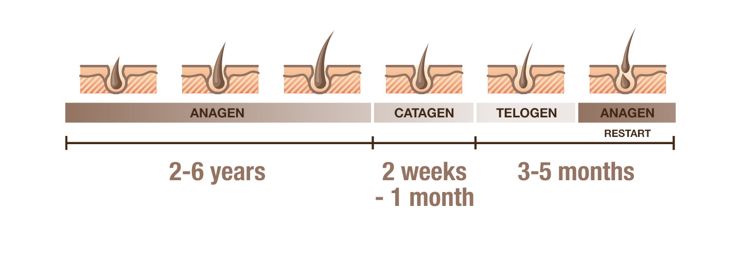 Natural process of hair renewal