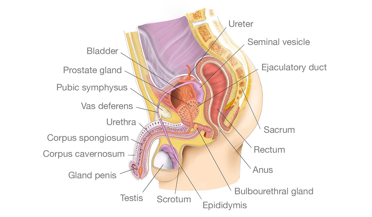 Prostate Anatomy