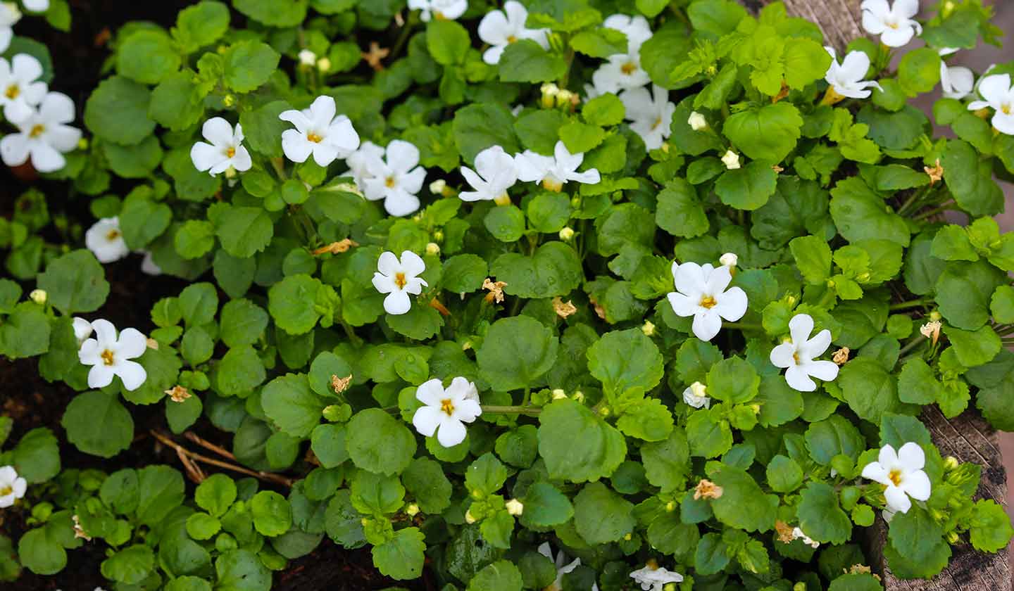 Bacopa Monnieri Bacopa Monnieri