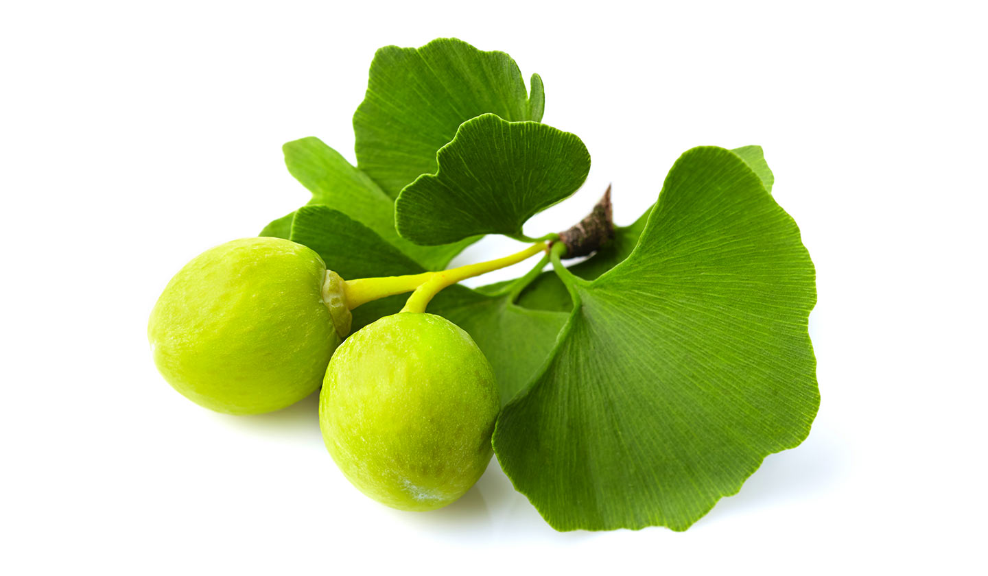 Ginkgo Biloba Ginkgo Biloba