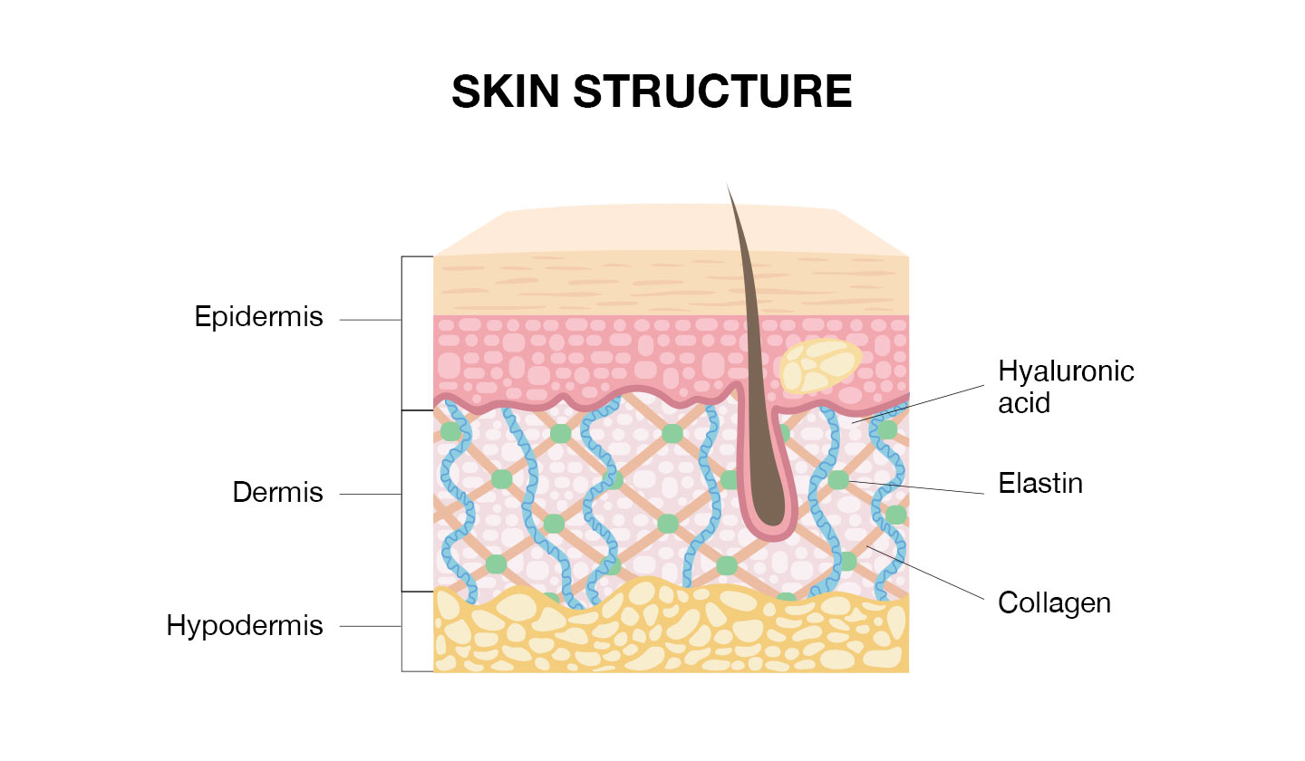 skin structure