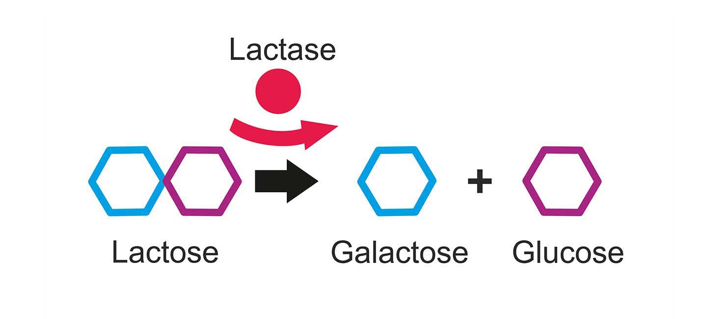 Treating flatulence