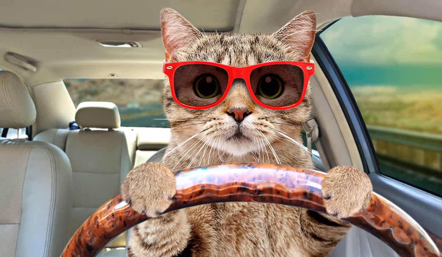 Viajar com o seu gato de carro