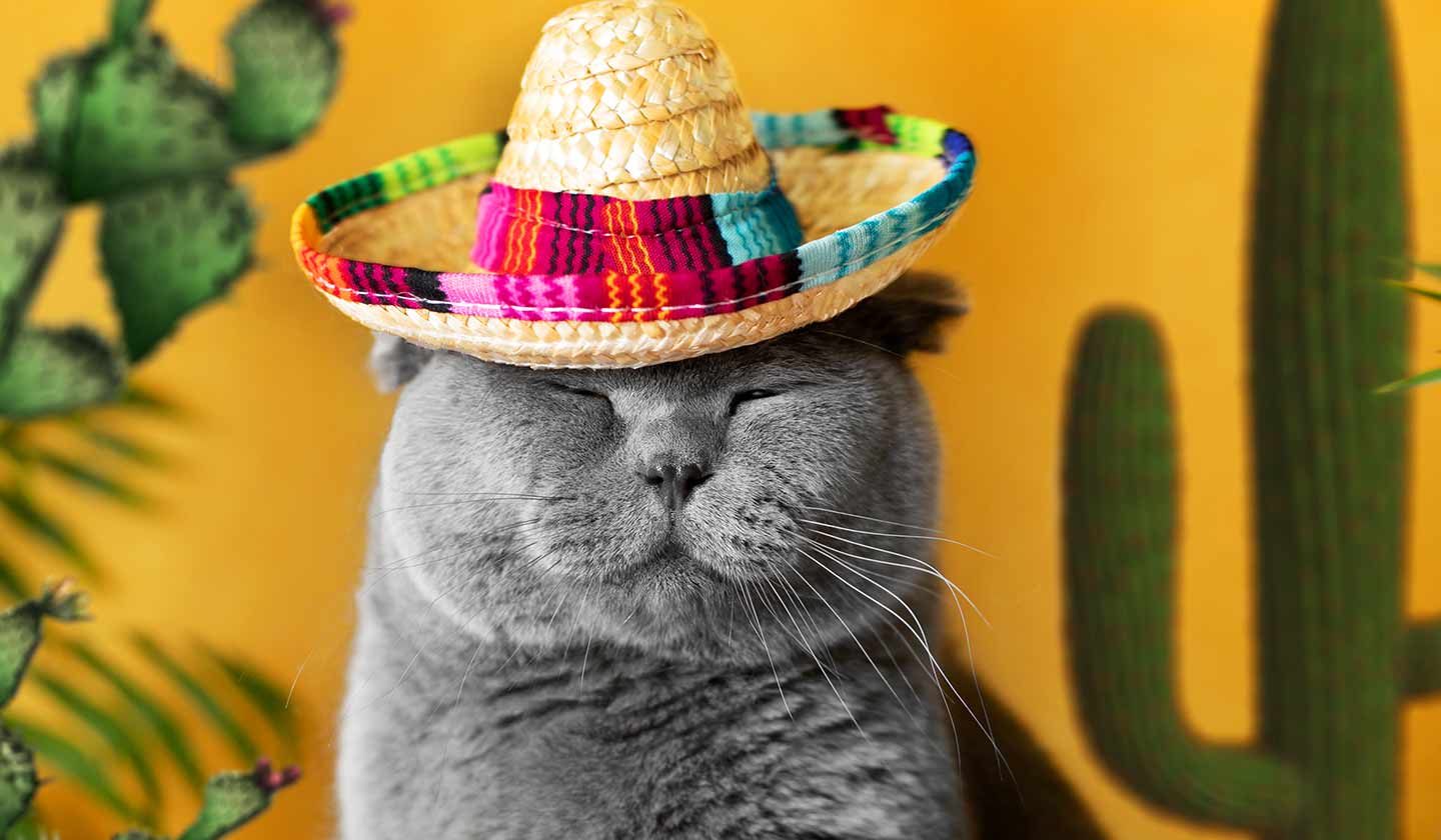 Ferias Gato I