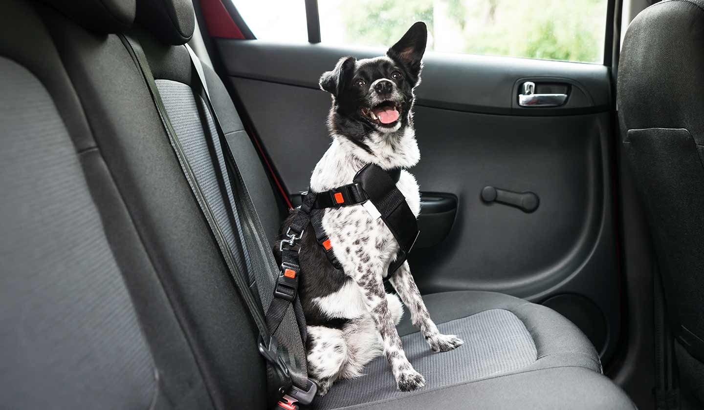 Travelling safely by car with your dog