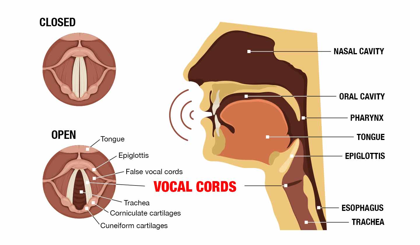 Vocal cords